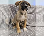 Small #6 Mutt