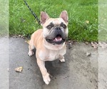 Small #3 French Bulldog Mix