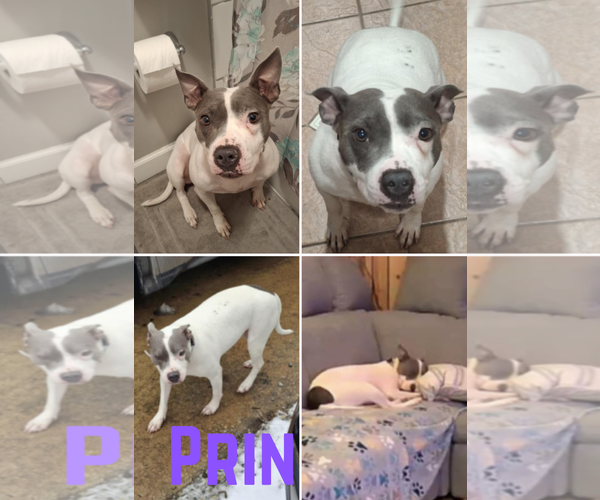 Medium Photo #5 Mutt Puppy For Sale in Cape May, NJ, USA