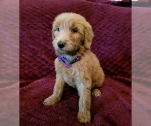 Labradoodle Puppy for sale in ANNISTON, AL, USA