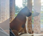 Small #3 Bullmastiff