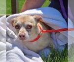Small #3 Chihuahua