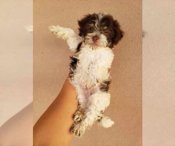 Medium Photo #11 Havanese Puppy For Sale in CASA GRANDE, AZ, USA