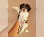Small Photo #11 Havanese Puppy For Sale in CASA GRANDE, AZ, USA