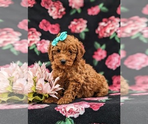 Poodle (Miniature) Puppy for sale in QUARRYVILLE, PA, USA