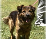 Small Australian Shepherd-German Shepherd Dog Mix