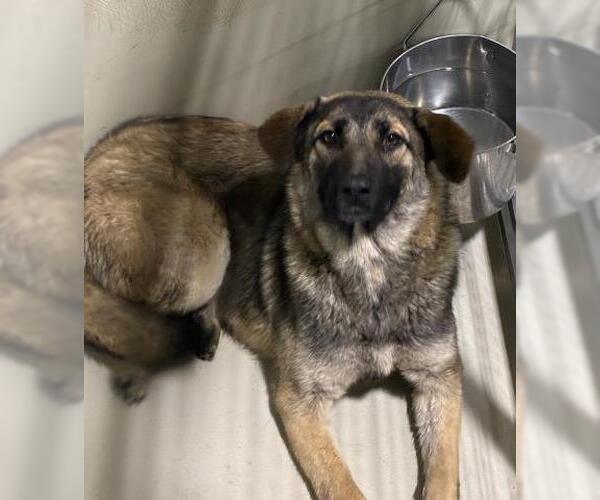 Medium Photo #1 German Shepherd Dog Puppy For Sale in Bakersfield, CA, USA