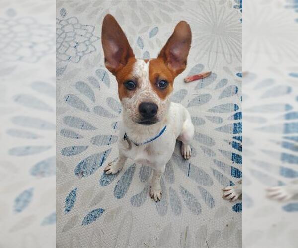 Medium Photo #1 Australian Cattle Dog-Unknown Mix Puppy For Sale in Brighton, CO, USA