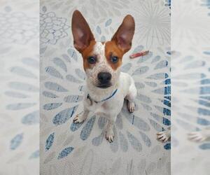 Australian Cattle Dog-Unknown Mix Dogs for adoption in Brighton, CO, USA