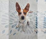 Small Australian Cattle Dog Mix