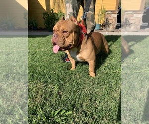 American Bully Puppy for sale in STKN, CA, USA