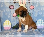 Small Photo #3 Boxer Puppy For Sale in LANCASTER, PA, USA