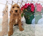Small Photo #2 Goldendoodle Puppy For Sale in RUTHERFORDTON, NC, USA