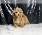 Small Photo #3 Maltipoo Puppy For Sale in WARSAW, IN, USA