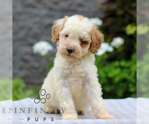 Poodle (Miniature) Puppy for sale in LEOLA, PA, USA