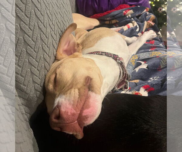 Medium Photo #19 American Pit Bull Terrier-Unknown Mix Puppy For Sale in Fargo, ND, USA