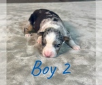Small Photo #6 Australian Shepherd Puppy For Sale in SALISBURY, NC, USA