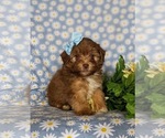 Small Photo #3 Havanese-Poodle (Toy) Mix Puppy For Sale in ELKTON, MD, USA
