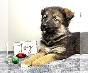 German Shepherd Dog Puppy for sale in INDIANAPOLIS, IN, USA