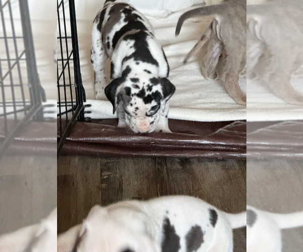 Medium Photo #11 Great Dane Puppy For Sale in PITTSBURG, CA, USA