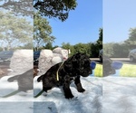 Small Photo #29 Poodle (Toy) Puppy For Sale in ARLINGTON HTS, IL, USA
