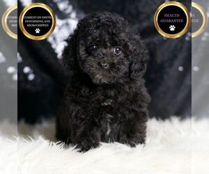 Poodle (Toy) Puppy for sale in WARSAW, IN, USA