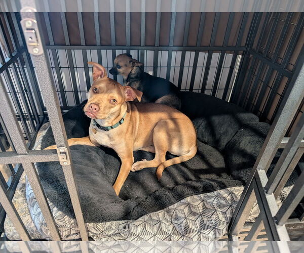 Medium Photo #1 Labrador Retriever-Unknown Mix Puppy For Sale in Aurora, CO, USA