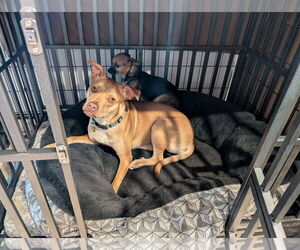 Labrador Retriever-Unknown Mix Dogs for adoption in Aurora, CO, USA