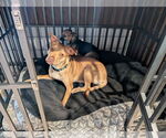 Small Labrador Retriever Mix