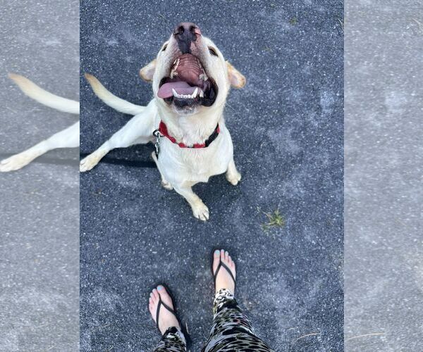 Medium Photo #3 Labrador Retriever-Unknown Mix Puppy For Sale in Woodbury, NY, USA
