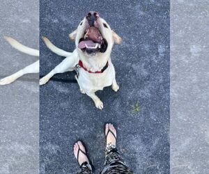FINNLYN aka Charlie - Male Labrador Retriever-Unknown Mix Dog for Adoption - Photo #3
