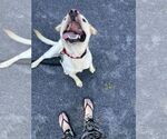 Small #2 Labrador Retriever Mix