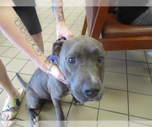 American Pit Bull Terrier-Unknown Mix Dogs for adoption in Ocala, FL, USA