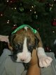 Small Photo #6 Boxer Puppy For Sale in OAKLAND, CA, USA