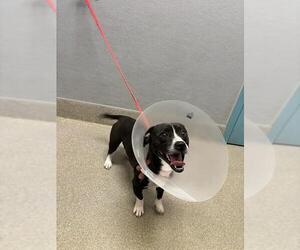 Chihuahua-Unknown Mix Dogs for adoption in Las Vegas, NV, USA