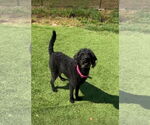 Small #3 Labradoodle