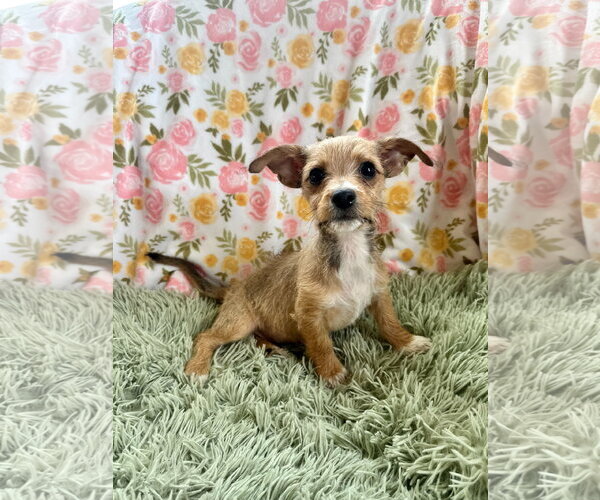 Medium Photo #1 Chihuahua-Unknown Mix Puppy For Sale in Pacolet, SC, USA