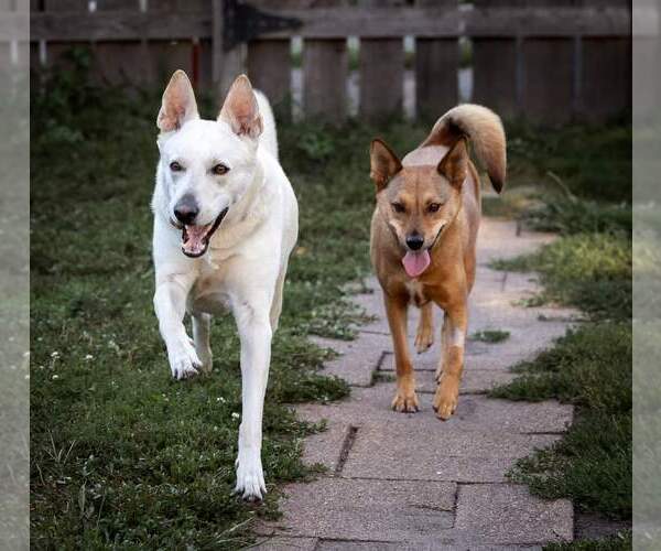 Medium Photo #14 Mutt Puppy For Sale in Princeton, MN, USA