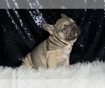 Small #2 French Bulldog