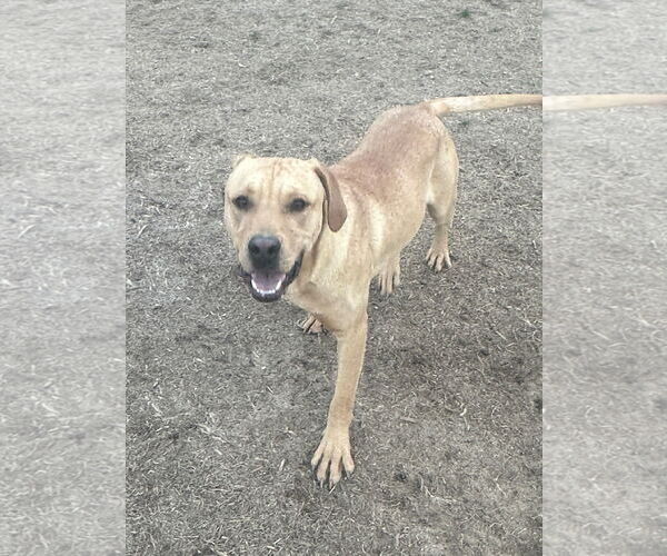 Medium Photo #1 Mutt Puppy For Sale in Eastman, GA, USA