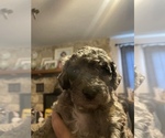 Small Photo #11 Labradoodle Puppy For Sale in VICTORIA, TX, USA