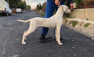 Medium Dogo Argentino