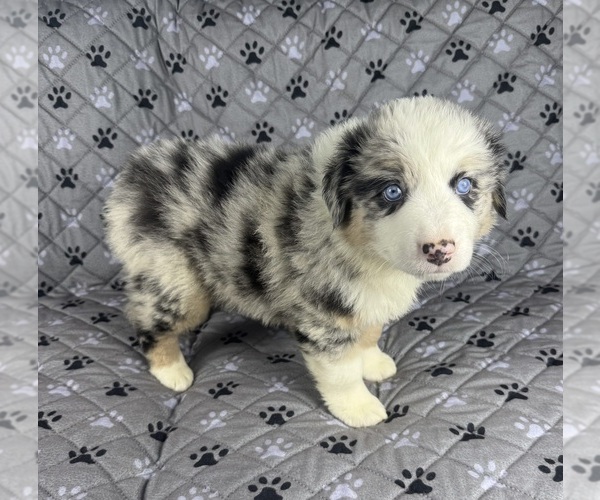 Medium Photo #1 Australian Shepherd Puppy For Sale in SALISBURY, NC, USA