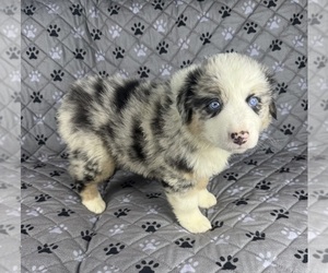 Australian Shepherd Litter for sale in SALISBURY, NC, USA