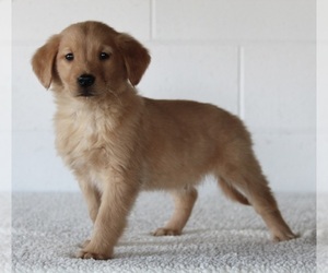 Golden Retriever Puppy for sale in FREDERICKSBURG, OH, USA