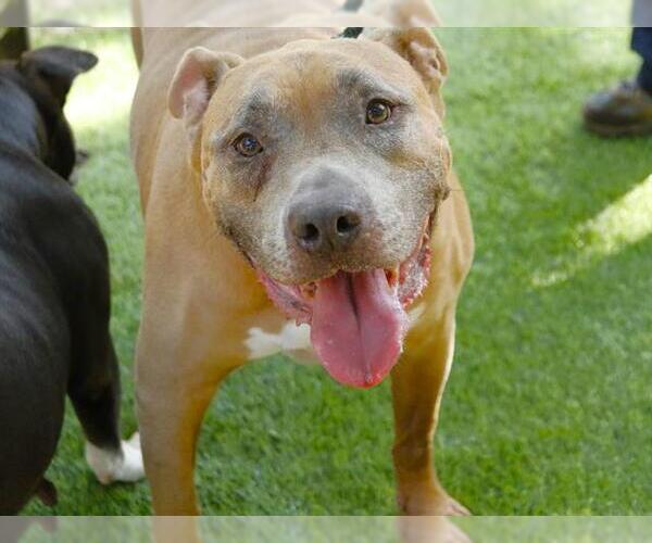 Medium Photo #1 American Staffordshire Terrier-Unknown Mix Puppy For Sale in Tallahassee, FL, USA