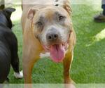 Small American Staffordshire Terrier Mix