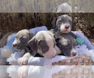 American Pit Bull Terrier Puppy for Sale in EL PASO, Texas USA