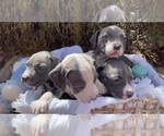 Small Photo #1 American Pit Bull Terrier Puppy For Sale in EL PASO, TX, USA