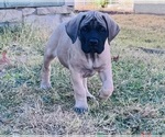 Puppy Puppy 3 Mastiff